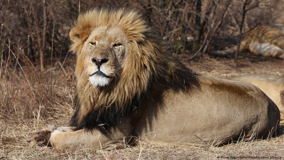 Three lions die of heatstroke at Tokyo zoo