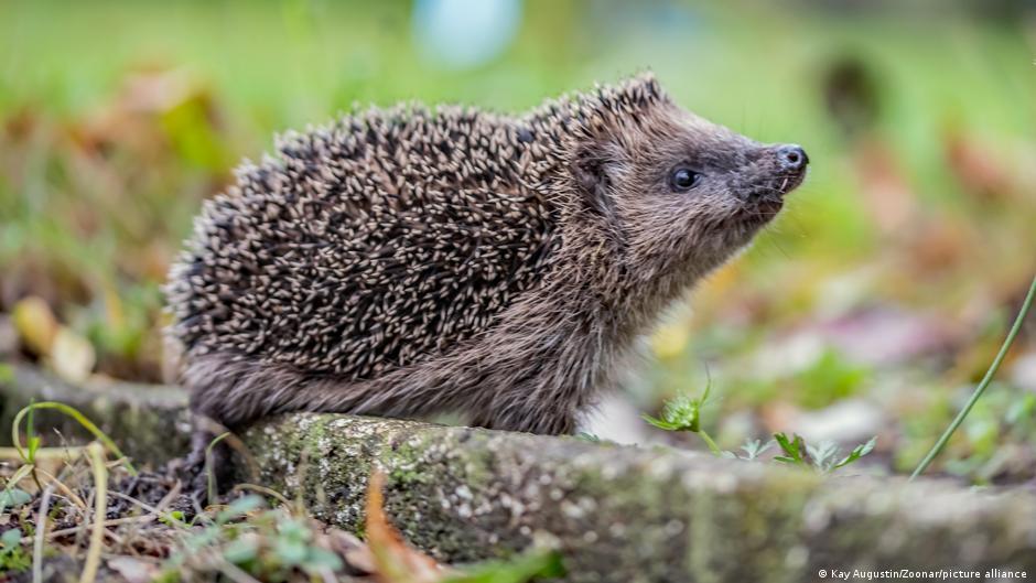 Germany news: Hedgehog triggers police alert