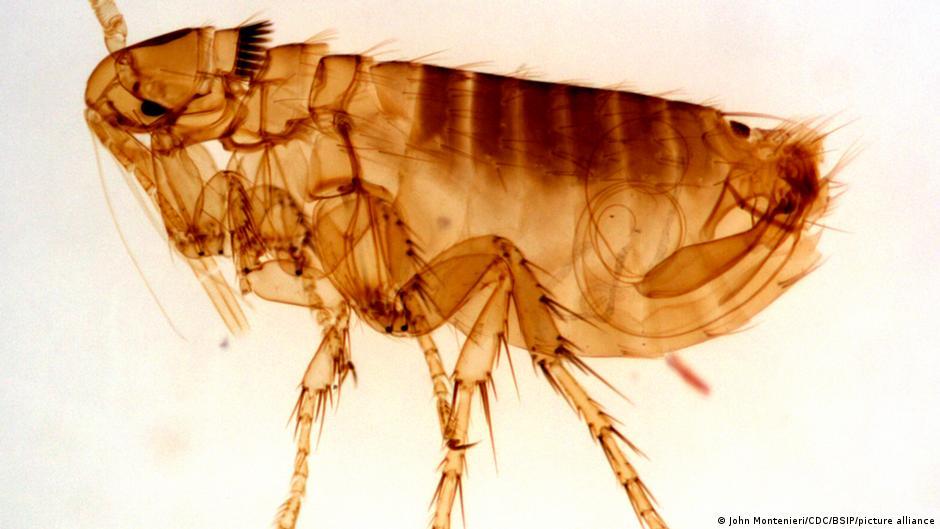The plague is as deadly today as in the Middle Ages