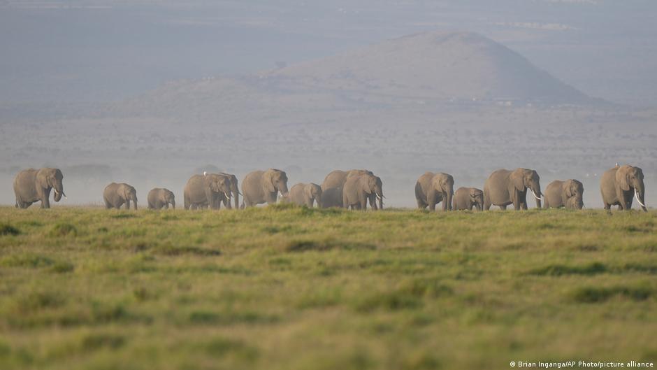 Kenya: 15 dead elephants likely poisoned by cyanide